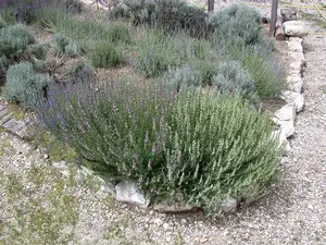 Lavandula interm. 'Grappenhall'