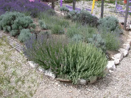 Lavandula interm. 'Grappenhall' - 1.5 Ltr pot - image 2