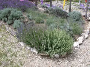 Lavandula interm. 'Grappenhall' - PLUG/CELGROWN 100 CEL TRAY - image 2