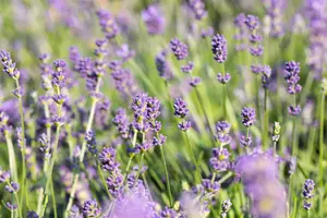 Lavandula interm. 'Grosso'