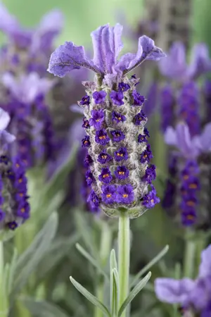 Lavandula stoechas - 1.5 Ltr pot - image 4