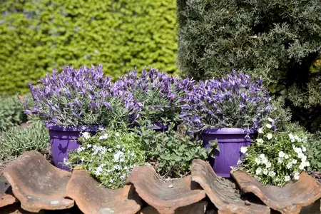 Lavandula stoechas - 1.5 Ltr pot - image 5