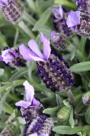 Lavandula stoechas lus. 'Lusi Pink' - 2 Ltr pot - image 2