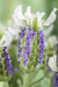 Lavandula stoechas lus. 'Lusi Pink' - 2 Ltr pot - image 4