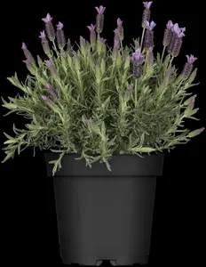 Lavandula stoechas lus. 'Lusi Pink' - 2 Ltr pot - image 1