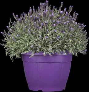 Lavandula stoechas lus. 'Lusi Pink' - 2 Ltr pot - image 3