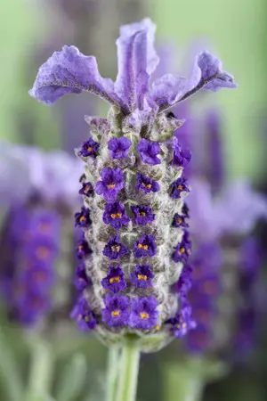 Lavandula stoechas lus. 'Lusi Purple' - 2 Ltr pot - image 5
