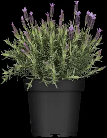 Lavandula stoechas lus. 'Lusi Purple' - 2 Ltr pot - image 1