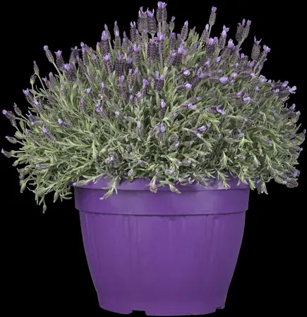 Lavandula stoechas lus. 'Lusi Purple' - 2 Ltr pot - image 3