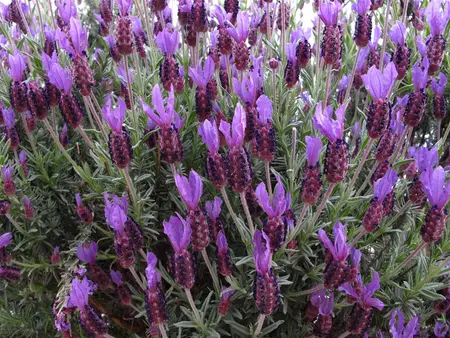 Lavandula stoechas 'Victory' - P9 - image 2