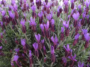 Lavandula stoechas 'Victory' - P9 - image 2