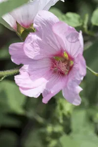 Lavatera 'Barnsley'