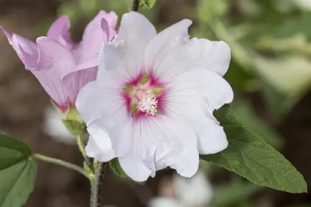 Lavatera 'Barnsley' - 2 Ltr pot - image 2
