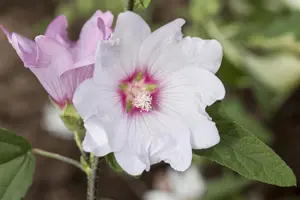 Lavatera 'Barnsley' - 2 Ltr pot - image 2