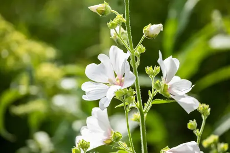 Lavatera 'Barnsley' - 2 Ltr pot - image 3