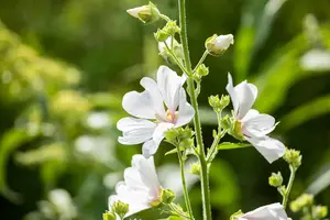 Lavatera 'Barnsley' - 2 Ltr pot - image 3