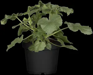 Lavatera 'Blue Bird' - 20-25 CM C7,5
