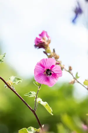 Lavatera 'Burgundy Wine' - 2 Ltr pot - image 2