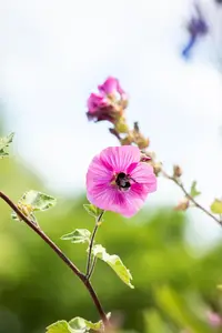 Lavatera 'Burgundy Wine' - 2 Ltr pot - image 2