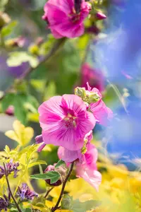 Lavatera 'Burgundy Wine' - 2 Ltr pot - image 5