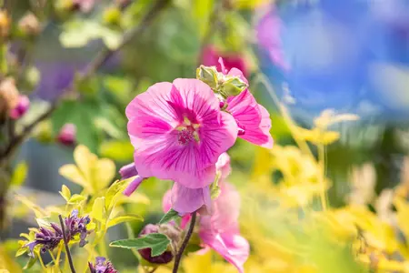 Lavatera 'Burgundy Wine' - 2 Ltr pot - image 3
