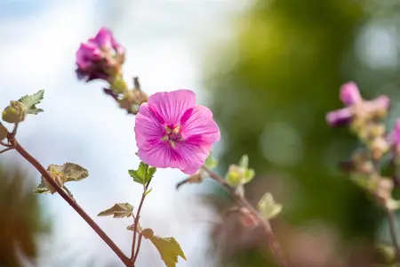 Lavatera 'Burgundy Wine' - 2 Ltr pot - image 4