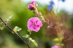 Lavatera 'Burgundy Wine' - 2.5 Ltr pot - image 1