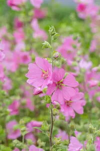 Lavatera 'Candy Floss'