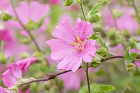 Lavatera 'Candy Floss' - 2 Ltr pot - image 2