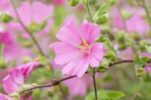 Lavatera 'Candy Floss' - 2 Ltr pot - image 2