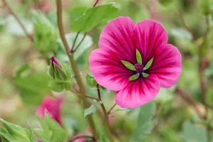 Lavatera 'Red Rum'