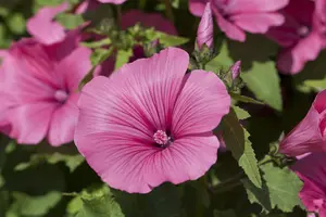 LAVATERA RUBY STAR