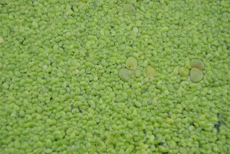 Lemna minor - BEAKER