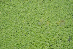 Lemna minor
