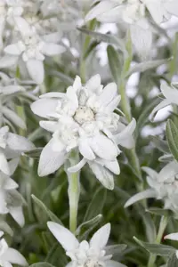 Leontopodium alpinum - P9 - image 3