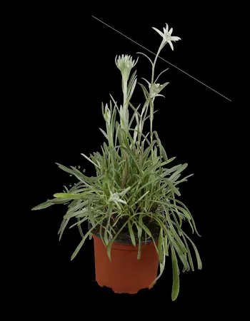 Leontopodium alpinum - P9 - image 1
