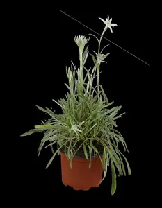 Leontopodium alpinum