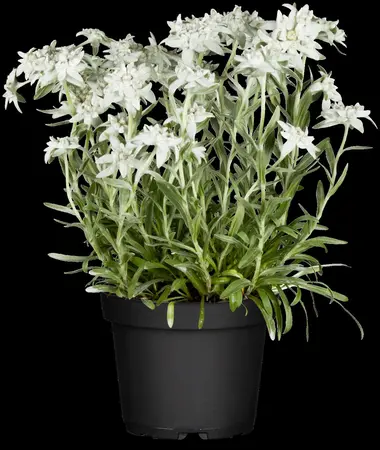 Leontopodium alpinum - P9 - image 2