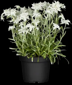 Leontopodium alpinum - P9 - image 2