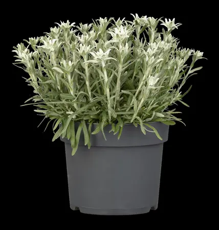 Leontopodium alpinum - P9 - image 5