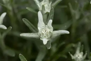 Leontopodium alpinum - P9 - image 4