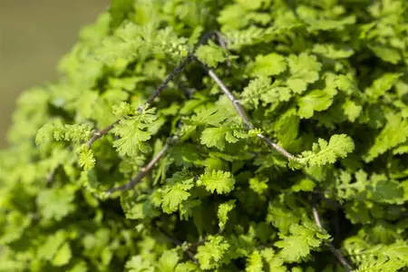 Leptinella dioica 'Minima' - P9