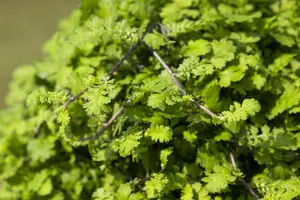 Leptinella dioica 'Minima' - P9