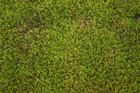 Leptinella squalida - 1.5 Ltr pot - image 1