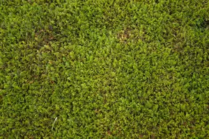 Leptinella squalida
