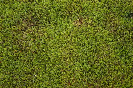 Leptinella squalida - PLUG/CELGROWN 100 CEL TRAY - image 1