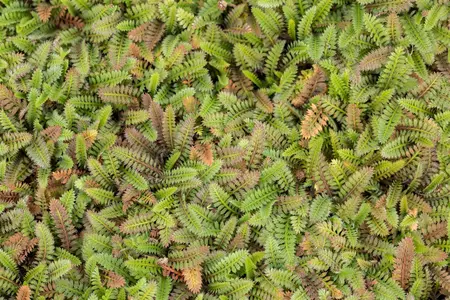 Leptinella squalida 'Platt's Black' - P9