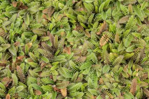 Leptinella squalida 'Platt's Black' - P13