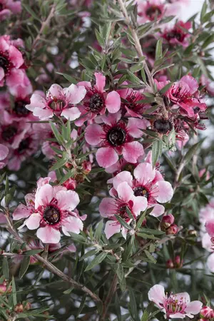 Leptospermum scop. 'Red Damask' - 125-150 CM C20 - image 2