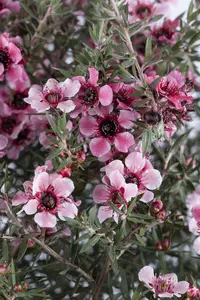 Leptospermum scop. 'Red Damask' - 125-150 CM C20 - image 2